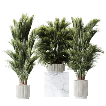 Rośliny doniczkowe  HQ Areca Majesty Cat Reed Palm Set 05 Model 3D