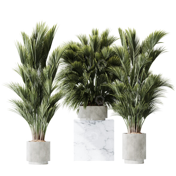 Rośliny doniczkowe HQ Areca Majesty Cat Reed Palm Set 05 model 3D