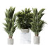 Rośliny doniczkowe HQ Areca Majesty Cat Reed Palm Set 05 - Pandora-land