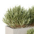 Tree and Bushes HQ Garden Box Outdoor VOL 29 - Pandora-land