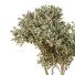 Tree and Bushes HQ Garden Box Outdoor VOL 29 - Pandora-land