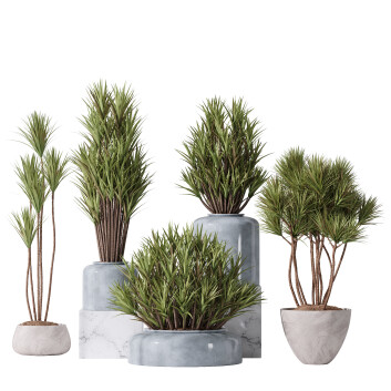 Rośliny doniczkowe  Yucca Elephantipes Gigantea Vase 007 Model 3D