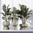 Rośliny doniczkowe HQ Calathea Lutea Cuban Cigar Set 01 - Pandora-land
