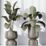 Rośliny doniczkowe HQ Calathea Lutea Cuban Cigar Set 01 - Pandora-land