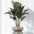 Rośliny doniczkowe HQ Calathea Lutea Cuban Cigar Set 01 - Pandora-land
