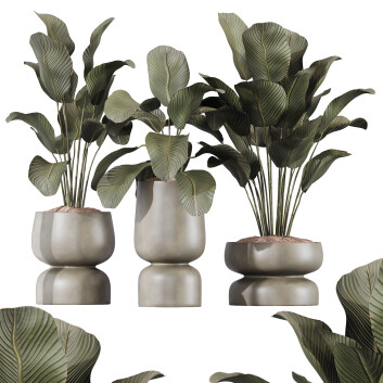 Rośliny doniczkowe  HQ Calathea Lutea Cuban Cigar Set 01 Model 3D