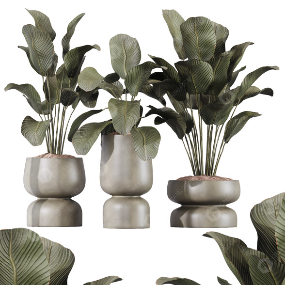 Rośliny doniczkowe HQ Calathea Lutea Cuban Cigar Set 01 model 3D