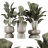 Rośliny doniczkowe HQ Calathea Lutea Cuban Cigar Set 01 - Pandora-land