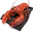 Homard Set with Lemon - Pro
