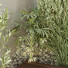 Escalera y plantas HQ Caja de Jardín Exterior Volumen 31 - Pandora-land