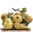 Obst Bowl of Pears - Pro
