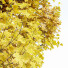 Trees Acer Saccharinum Fall - Pandora-land