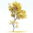 Trees Acer Saccharinum Fall - Pandora-land