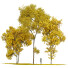Trees Acer Saccharinum Fall - Pandora-land