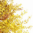 Trees Fall Maidenhair Ginkgo - Pandora-land