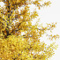 Trees Fall Maidenhair Ginkgo - Pandora-land