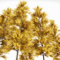 Trees Fall Maidenhair Ginkgo - Pandora-land
