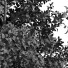 Trees Fall Maidenhair Ginkgo - Pandora-land