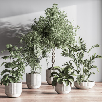 Plantes en pot  Ensemble intérieur 050 Modèle 3D