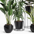 Plantas en macetas Conjunto de interior 16 - farshidtavakoli