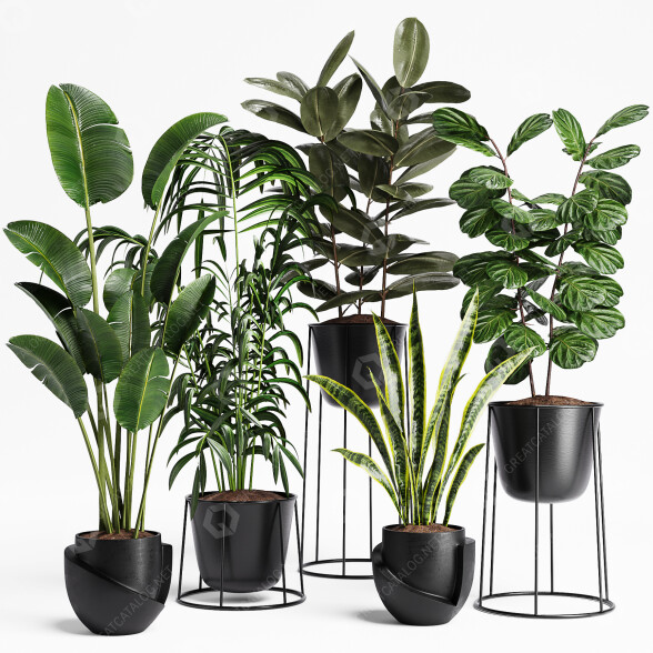 Plantas en macetas Conjunto de interior 16 Modelo 3D