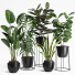 Plantas en macetas Conjunto de interior 16 - farshidtavakoli