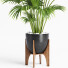 Planta en maceta Interior 21 Palmera de abanico china - farshidtavakoli