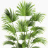 Planta en maceta Interior 21 Palmera de abanico china - farshidtavakoli