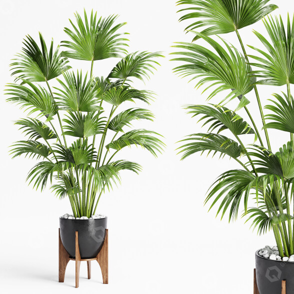 Planta en maceta Interior 21 Palmera de abanico china Modelo 3D