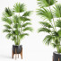 Planta en maceta Interior 21 Palmera de abanico china - farshidtavakoli