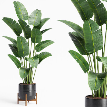 Planta en maceta  Interior 23 Ave del Paraíso Modelo 3D