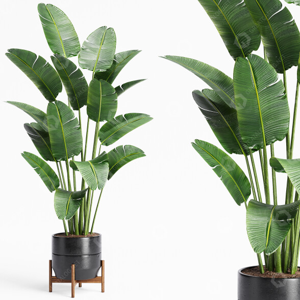 Planta en maceta Interior 23 Ave del Paraíso Modelo 3D