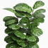 Planta en maceta Interior 14 Fiddle - farshidtavakoli