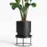 Planta en maceta Interior 15 Palma de plátano - farshidtavakoli