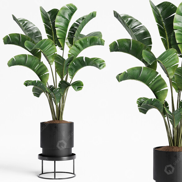 Planta en maceta Interior 15 Palma de plátano Modelo 3D