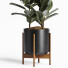 Planta en maceta Conjunto de interior 17 Ficus - farshidtavakoli