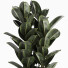 Planta en maceta Conjunto de interior 17 Ficus - farshidtavakoli