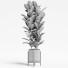 Planta en maceta Conjunto de interior 17 Ficus - farshidtavakoli