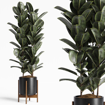 Planta en maceta  Conjunto de interior 17 Ficus Modelo 3D