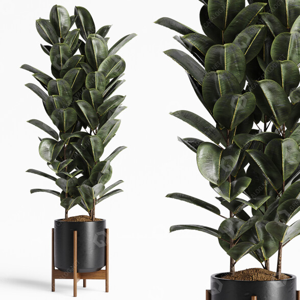 Planta en maceta Conjunto de interior 17 Ficus Modelo 3D