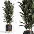 Planta en maceta Conjunto de interior 17 Ficus - farshidtavakoli