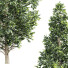 Árboles Carpinus Betulus 01 - Pandora-land