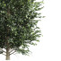 Árboles Carpinus Betulus 01 - Pandora-land