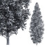 Árboles Carpinus Betulus 01 - Pandora-land