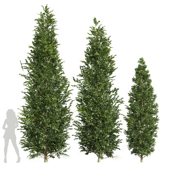 Árboles Carpinus Betulus 01