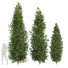 Árboles Carpinus Betulus 01 - Pandora-land