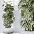 Rośliny doniczkowe HQ Rhapis Excelsa Lady Palm Hydro Care - Pandora-land