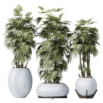 Rośliny doniczkowe  HQ Rhapis Excelsa Lady Palm Hydro Care Model 3D