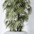 Rośliny doniczkowe HQ Rhapis Excelsa Lady Palm Hydro Care - Pandora-land