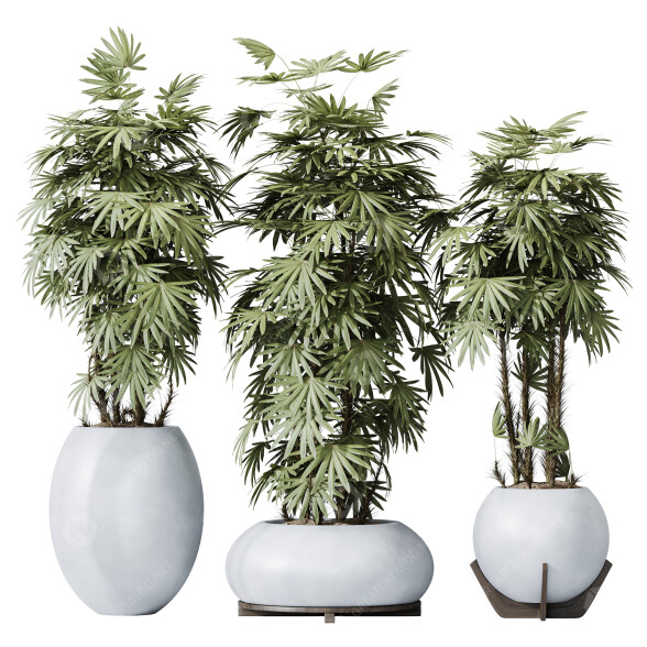 Rośliny doniczkowe HQ Rhapis Excelsa Lady Palm Hydro Care model 3D